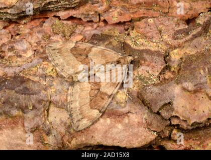 Close-up of a Pine carpet moth (Thera firmata) resting camouflaged on a pine tree in a Norfolk garden in summer. Stock Photo