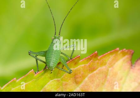 Close-up of a Speckled bush cricket nymph (Leptophyes punctatissima) resting on a leaf in a Norfolk garden. Stock Photo