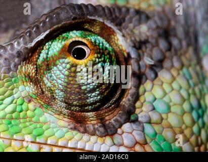 Close-up abstract of the eye of a Yemen or Veiled chameleon (Chamaeleo calyptratus) at the King's Lynn Koi Centre Norfolk, UK. Stock Photo