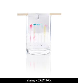 Paper chromatography. Coloured streaks left by different colour inks in a paper chromatography experiment. Felt-tip pens were used to make coloured sp Stock Photo