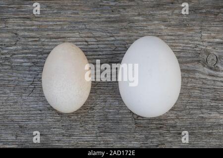 Vergleich Hühnereier, Hühnerei: links Ei von Zwerghuhn, rechts Ei von Legehenne, Eier, Zwerghühner, hen's egg, hen's eggs, egg, eggs Stock Photo