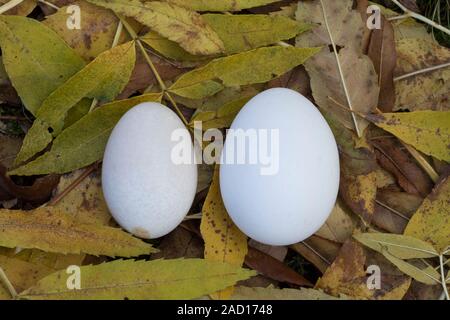 Vergleich Hühnereier, Hühnerei: links Ei von Zwerghuhn, rechts Ei von Legehenne, Eier, Zwerghühner, hen's egg, hen's eggs, egg, eggs Stock Photo