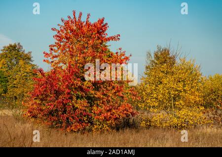 Beautiful red, yellow and orange coloured foliage on a black cherry tree (prunus serotina) on a bright and sunny autumn day Stock Photo