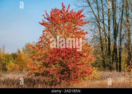 Beautiful red, yellow and orange coloured foliage on a black cherry tree (prunus serotina) on a bright and sunny autumn day Stock Photo