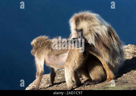 Gelada baboons grooming. Male gelada baboon (Theropithecus gelada) grooming a female (left). This baboon inhabits the grasslands areas of the highland Stock Photo