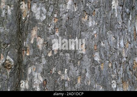 sycamore maple, stem, bark, Acer pseudoplatanus, sycamore maple Stock Photo
