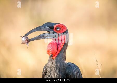 Southern ground hornbill with a Rain frog kill. Stock Photo