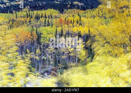 Aspen in fall on a stormy day, Denali National Park, Alaska Stock Photo