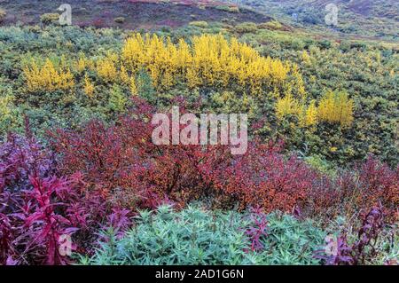 Tundra landscape with Fireweed, Dwarf Birches and Quaking Aspen in indian summer / Alaska Stock Photo