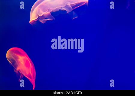 Two multi-colored jellyfish in ocean on a bright blue background. Red and purple jellyfish swim freely in the water. Stock Photo