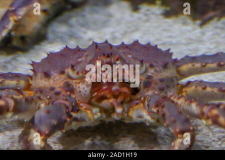 Huge lobster underwater close-up Stock Photo