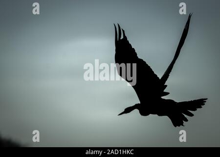 The silhouette of a flying African darter. Stock Photo