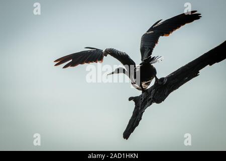 An African darter taking off in the Kruger. Stock Photo