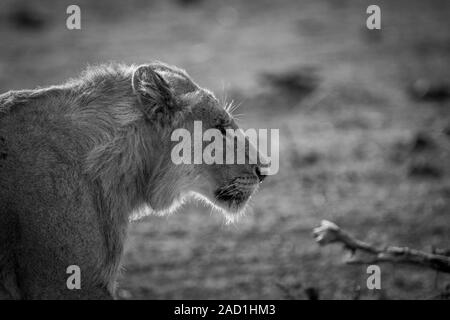 Side profile of a young male Lion in black and white. Stock Photo