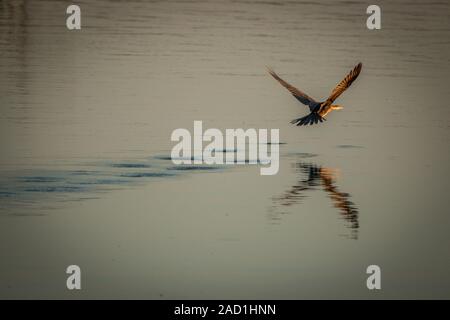 An African darter flying over the water. Stock Photo