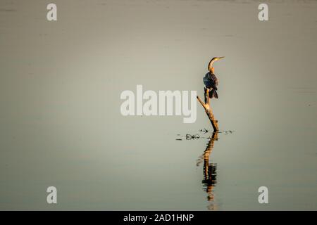 African darter sitting on a branch in the water. Stock Photo