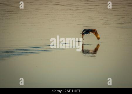 An African darter flying over the water. Stock Photo