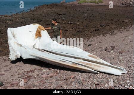 Blue whale skull. Woman looking at the sun-bleached skull of a blue whale (Balaenoptera musculus) washed up on a beach. The blue whale is the world's Stock Photo