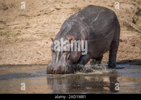 A Hippo walking into the water in the Kruger. Stock Photo