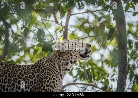 A Leopard looking up in a tree in the Kruger. Stock Photo