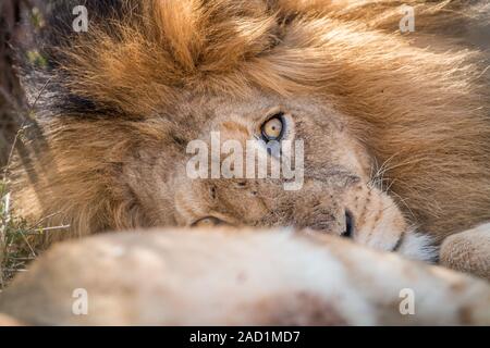 Sleeping Lion in the Kruger. Stock Photo