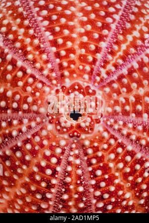 Edible Sea urchin, Echinus esculentus, the European edible sea urchin or common sea urchin, spiney shell detail, central star Stock Photo
