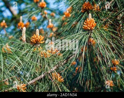 Pine tree, Pinus sp. young developing cones Stock Photo