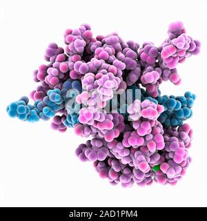 Calcium-binding protein. Molecule model of the calcium-binding protein calmodulin (CaM) bound to a myosin light-chain kinase molecule. This complex is Stock Photo