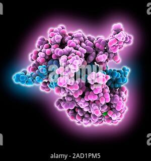 Calcium-binding protein. Molecule model of the calcium-binding protein calmodulin (CaM) bound to a myosin light-chain kinase molecule. This complex is Stock Photo