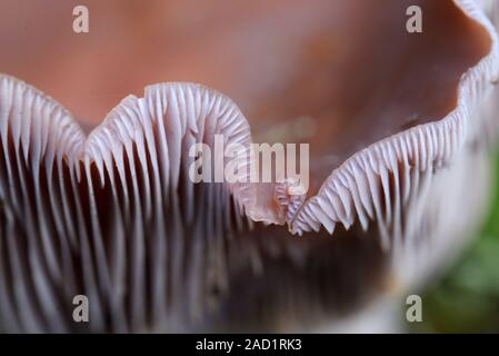 Abstract Detail of Mushroom Gills Blewit or Wood Blewit Mushroom, Collybia nuda, previously Lepista nuba or Clitocybe nuda Stock Photo