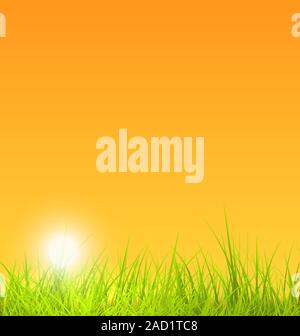 Summer Nature Background with Grass, Sunset Stock Photo