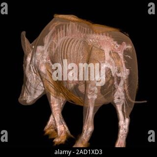 Boar anatomy. Dual-energy computed tomography (CT) scan of the anatomy of a wild boar (Sus scrofa), seen from behind. Stock Photo