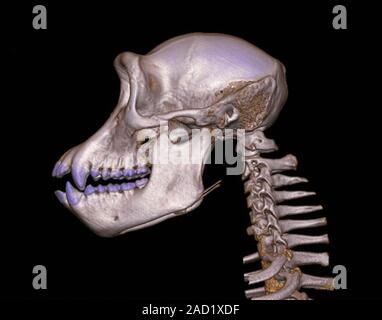 Chimpanzee skull. Computed tomography (CT) scan of the skull of a chimpanzee (Pan troglodytes), including the neck bones of the spine (vertebral colum Stock Photo