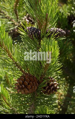 Dwarf pine (Pinus mugo). Close-up of female cones on a dwarf mountain pine tree. Photographed in the Alps. Stock Photo