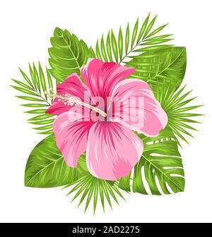 Beautiful Pink Hibiscus Flowers Blossom and Tropical Leaves Stock Photo