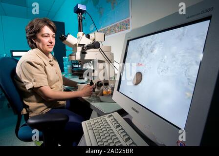 Agricultural fungus research. Mycologist using a digital light microscope to examine Epicoccum sp. fungus. Epicoccum sp. fungi are plant pathogens. Stock Photo