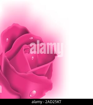 Celebration card with pink rose, copy space for your text Stock Photo