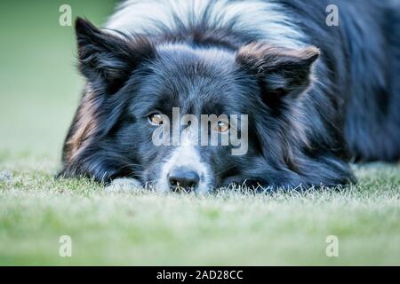 Border Collie dog starring at the camera. Stock Photo