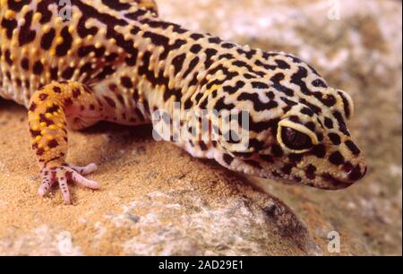 Leopard gecko (Eublepharis macularius). The leopard gecko is found in the deserts of Asia, throughout Pakistan to parts of northern India. Stock Photo