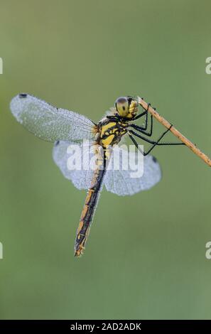 Black Darter is an active late summer insect, typical of heathland and moorland Stock Photo