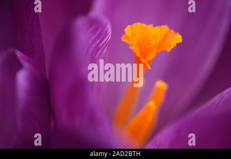 Close-up abstract image of the inside of a purple crocus flower showing the detail and structure of the bright orange-yellow stamens. Stock Photo