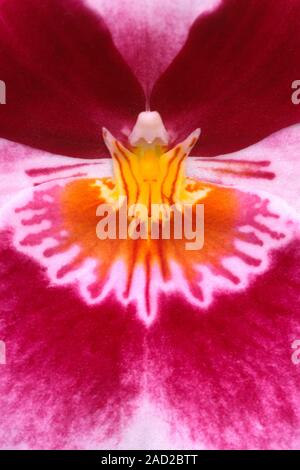 Close-up abstract image of the centre of a Pansy orchid (Miltoniopsis variety) growing in a hothouse in Kew Gardens, Surrey, UK. Stock Photo
