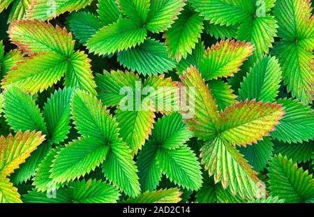 Strawberry leaves abstract pattern image showing subtle variation in colour of the leaves, growing in a garden in Norfolk, UK. Stock Photo