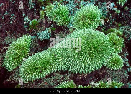 Close-up of patches of white fork moss (Leucobryum glaucum) growing on a log in the New Forest, Hampshire, UK. Stock Photo