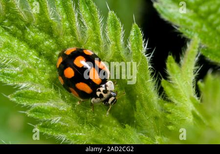 Close up of a chequered form of a ten-spot ladybird (Adalia 10-punctata) showing the striking red spots on a black background. Resting on a leaf in a Stock Photo