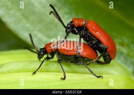 Close-up of a mating pair of lily beetles (Lilioceris lilii) on a lily leaf in a Norfolk garden in summer. Stock Photo