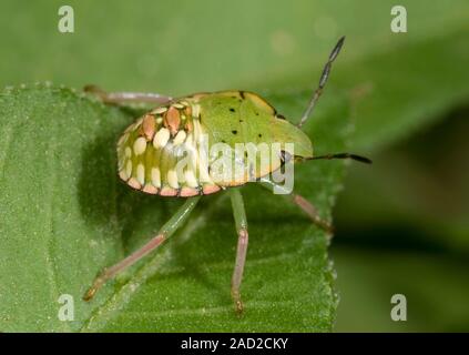 Close up of the nymph of a southern green shield bug (Nezara viridula) resting on a leaf at the edge of the River Nile. Crocodile Island, Luxor, Egypt Stock Photo
