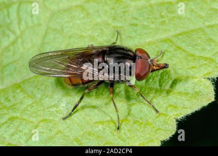 Close-up of a black-rimmed snout hoverfly (Rhingia campestris) resting on a leaf in a Norfolk garden. Stock Photo