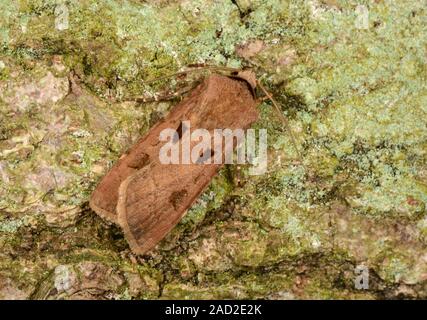 Heart and dart moth (Agrotis exclamationis) resting on tree bark. This species is common in Europe. The larva feeds on various plants including potato Stock Photo