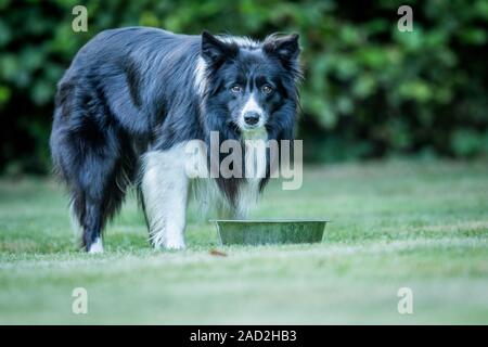 Starring black and white Border Collie. Stock Photo